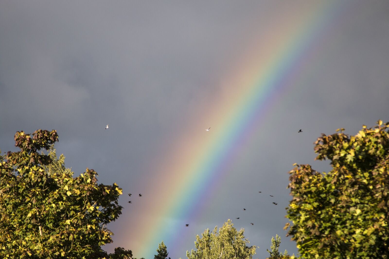 Canon EOS 70D + Canon EF 24-105mm F4L IS USM sample photo. Rainbow, the birds, sky photography