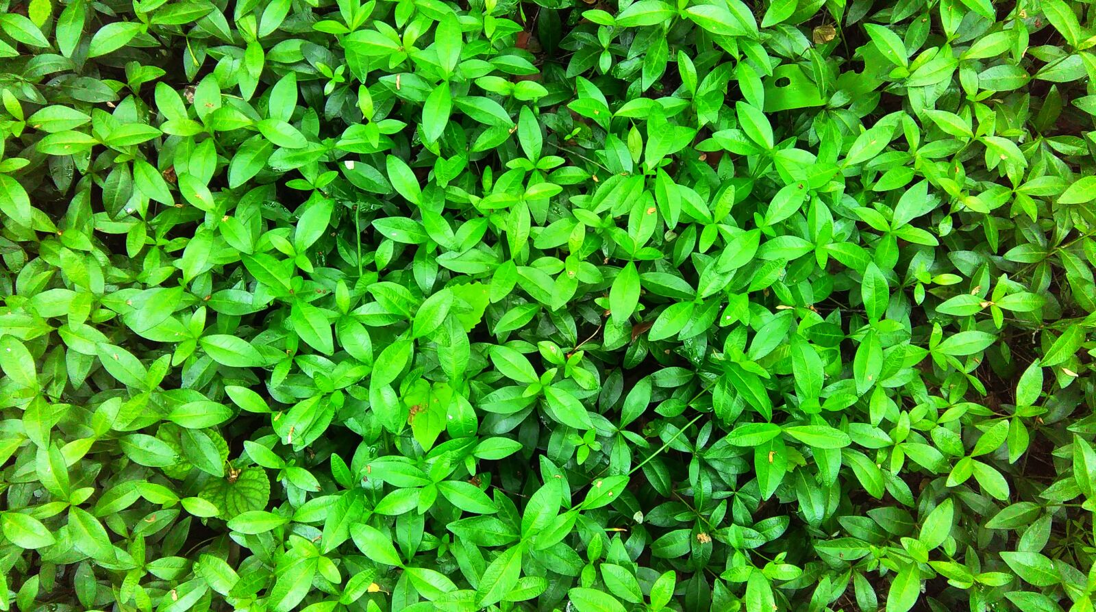 HTC DESIRE 620 sample photo. Carpet, green, plants photography