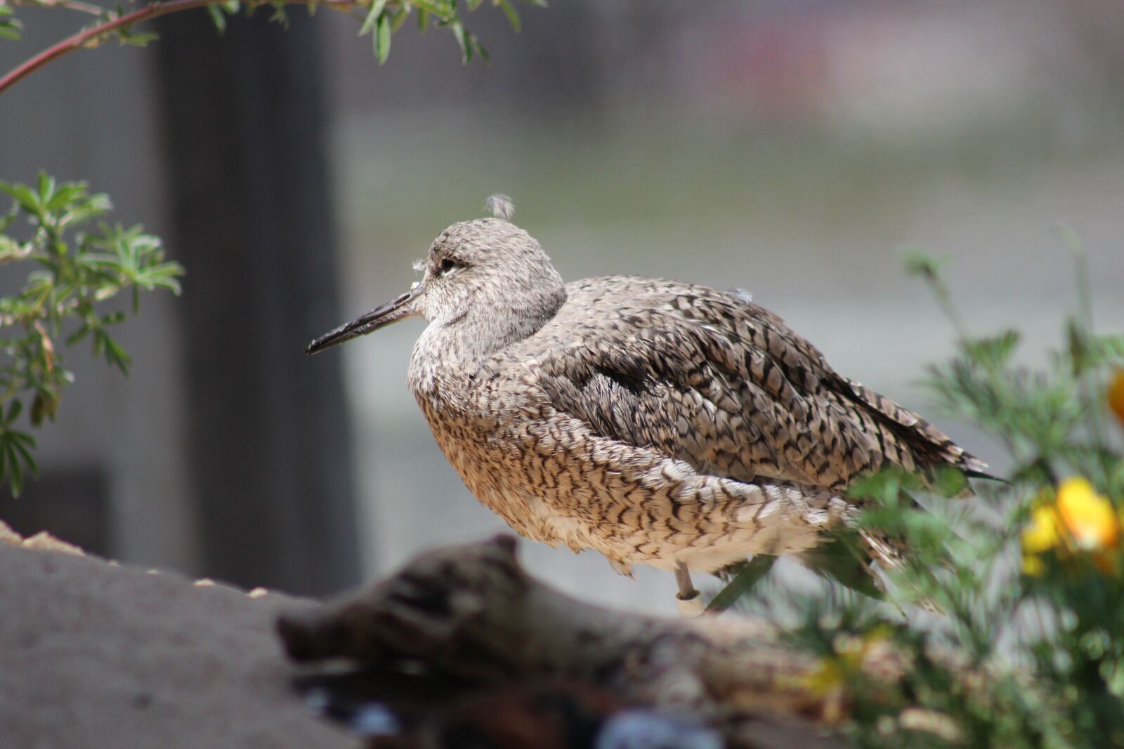 Canon EF 75-300mm f/4-5.6 USM sample photo. Bird, nature, aquarium photography