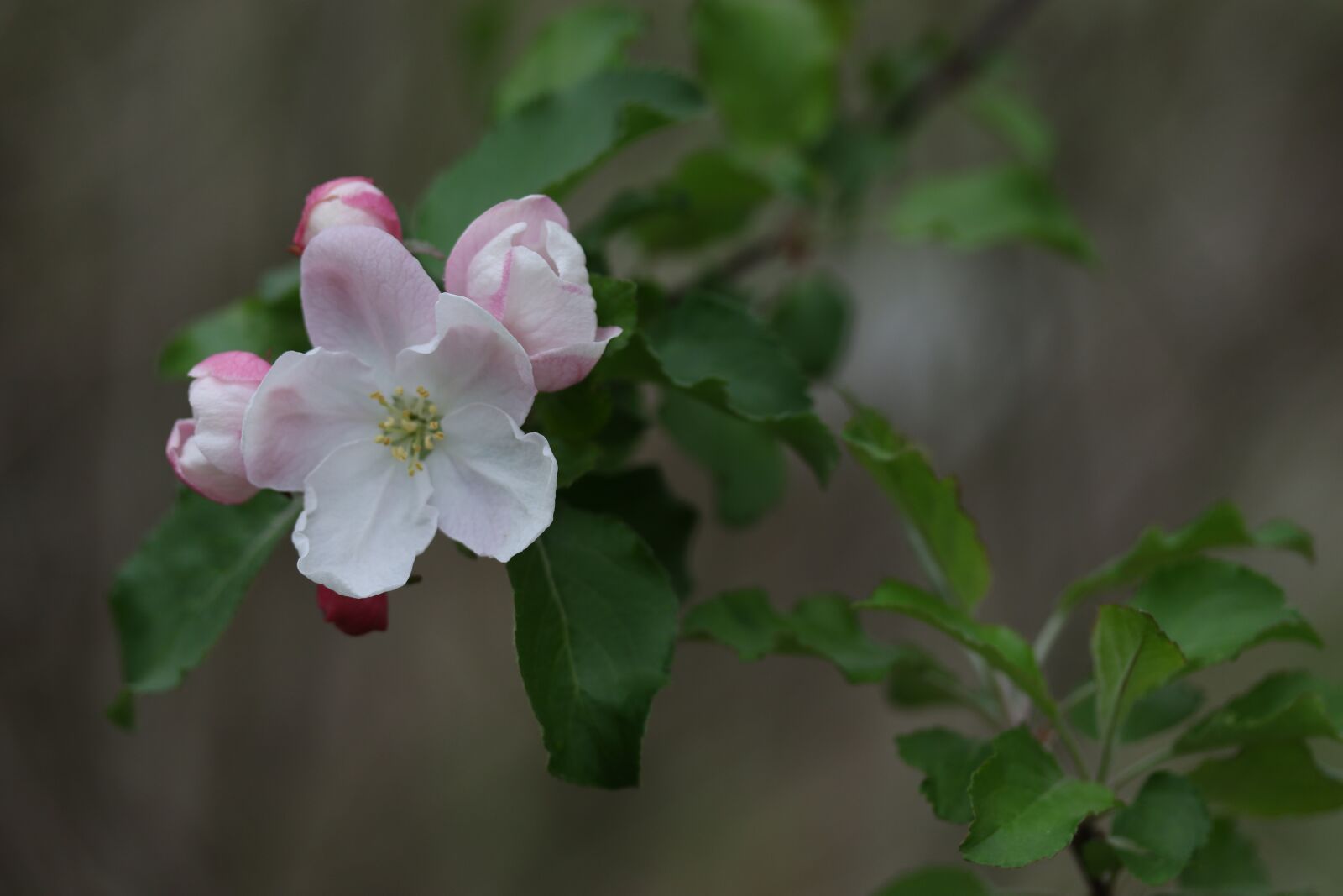 Canon EF-S 60mm F2.8 Macro USM sample photo. Flowers, white, casey photography