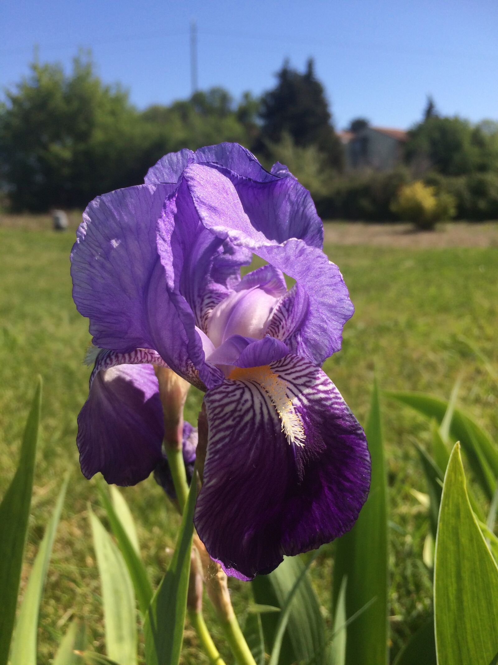 Apple iPhone 5s sample photo. Iris, flower, bloom photography
