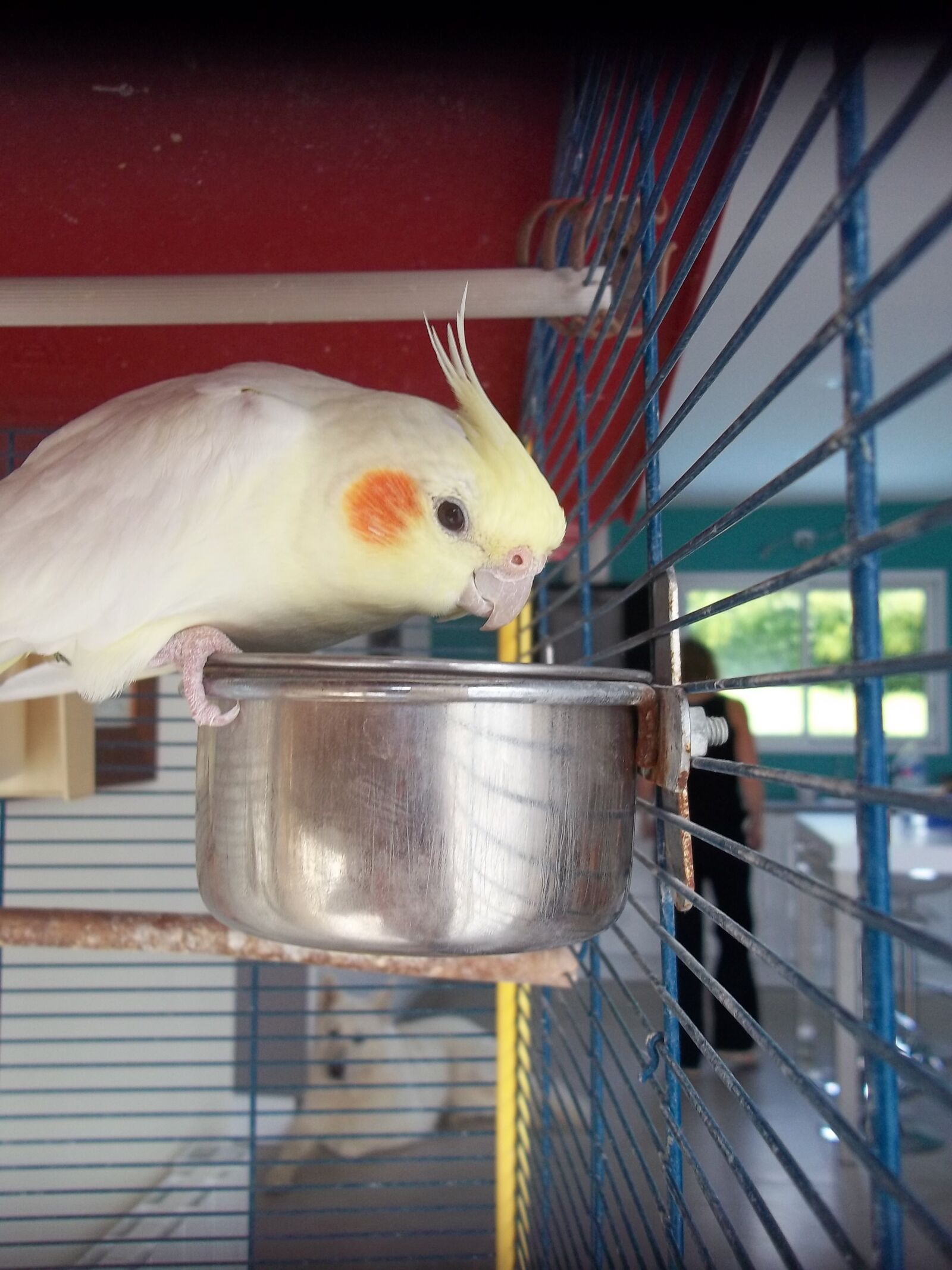Kodak EASYSHARE C143 DIGITAL CAMERA sample photo. Calopsittes, birds, animals photography