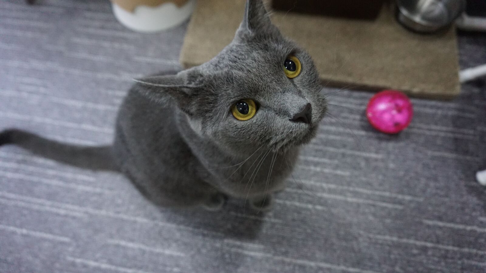 Sony a6000 sample photo. Cat, russian blue, a photography