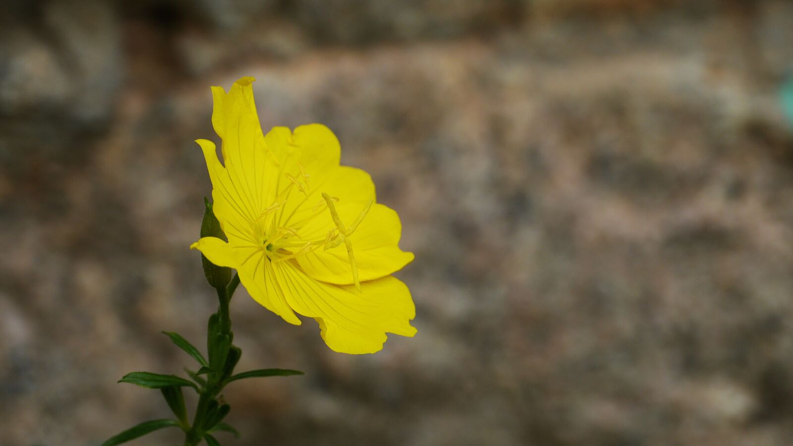 Panasonic Lumix DMC-GH3 sample photo. Wildflower, flowers, petal photography