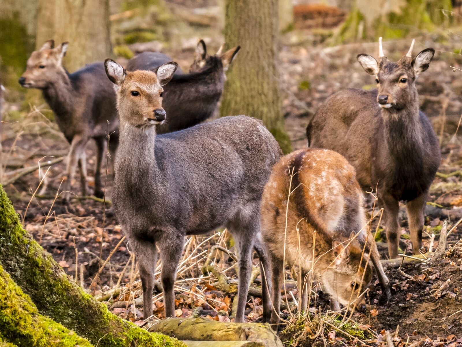 Olympus E-3 sample photo. Roe deer, animal, saw photography