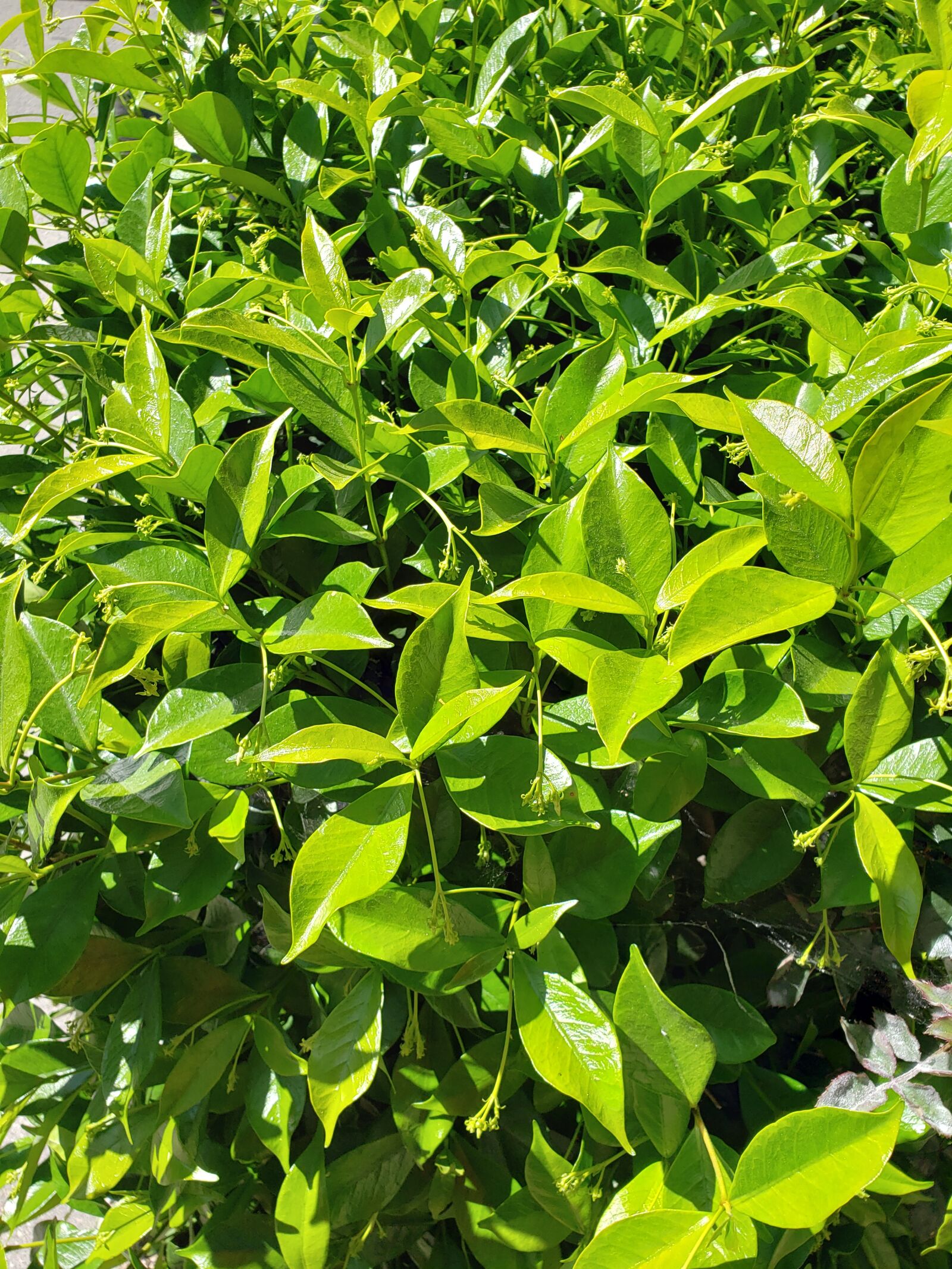 Samsung Galaxy S9 sample photo. Nature, leaves, green photography