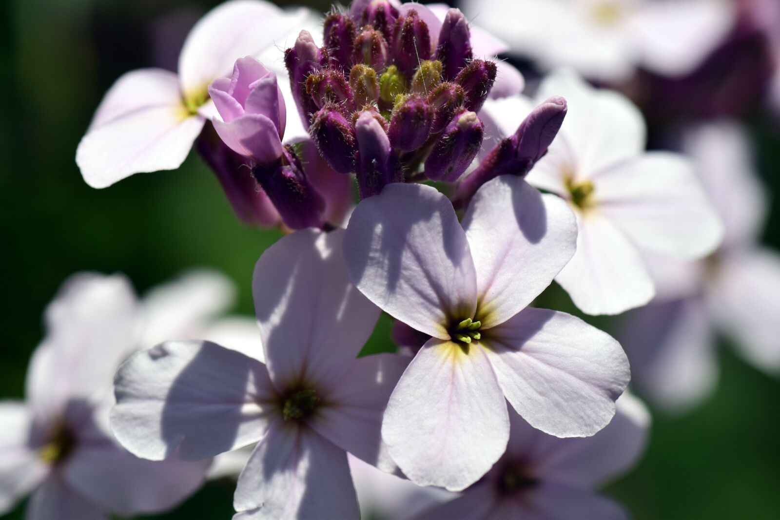 Nikon D3300 sample photo. Gilliflower, hespers matronalis, flower photography