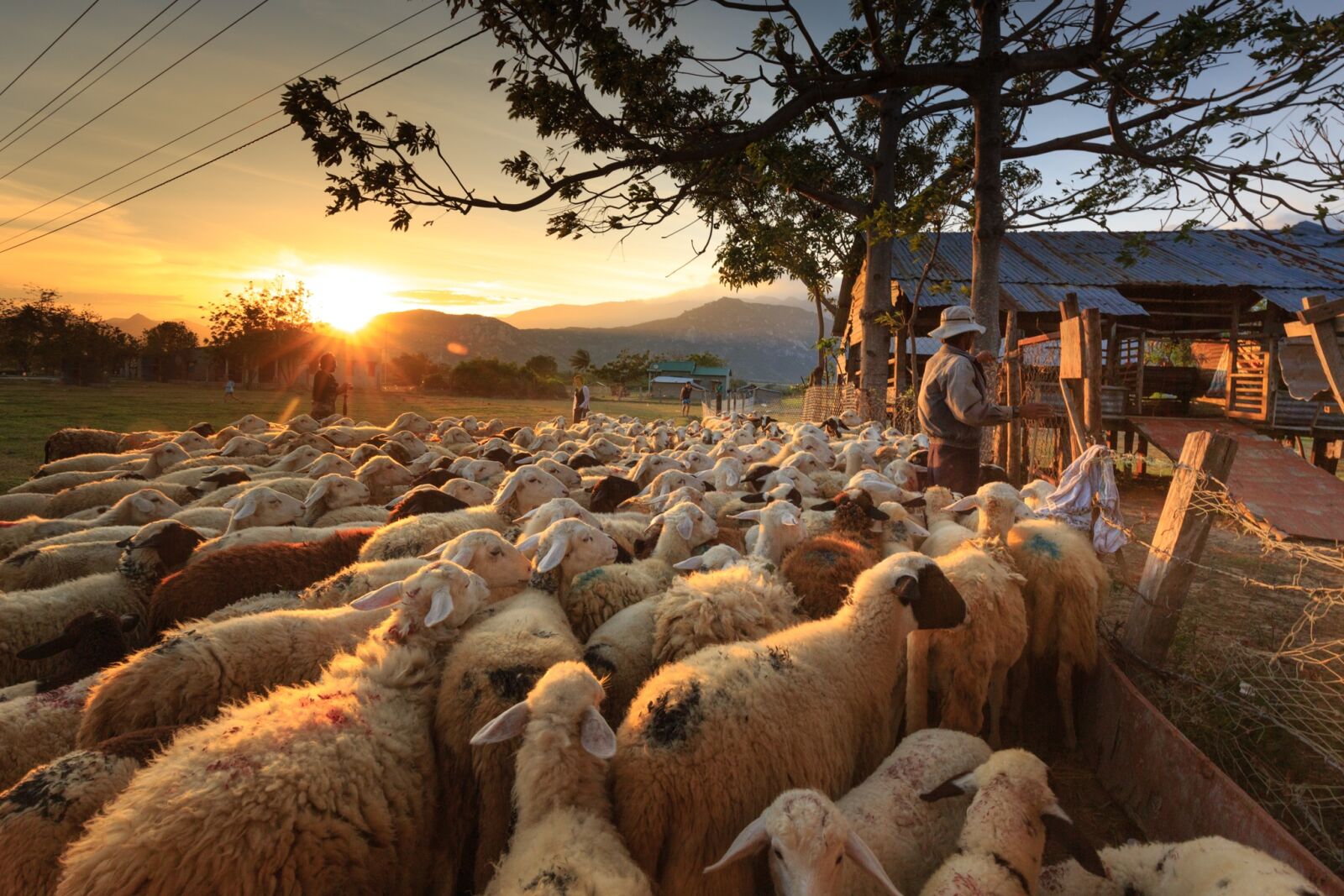 Canon EF 16-35mm F4L IS USM sample photo. Sheep, shepherd, farmer photography