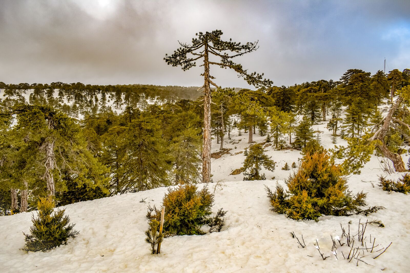 Nikon D3300 sample photo. Trees, mountain, snow photography
