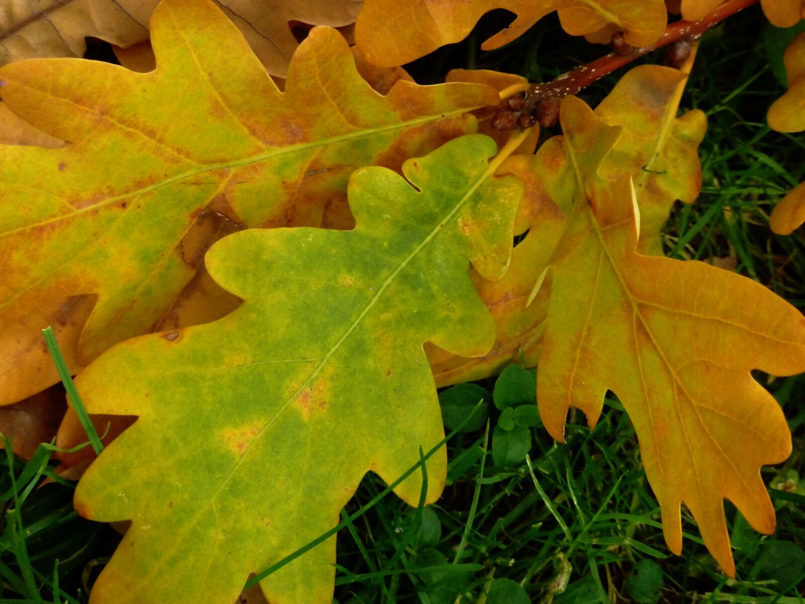 Panasonic DMC-TZ7 sample photo. Leaf, oak, oak leaf photography