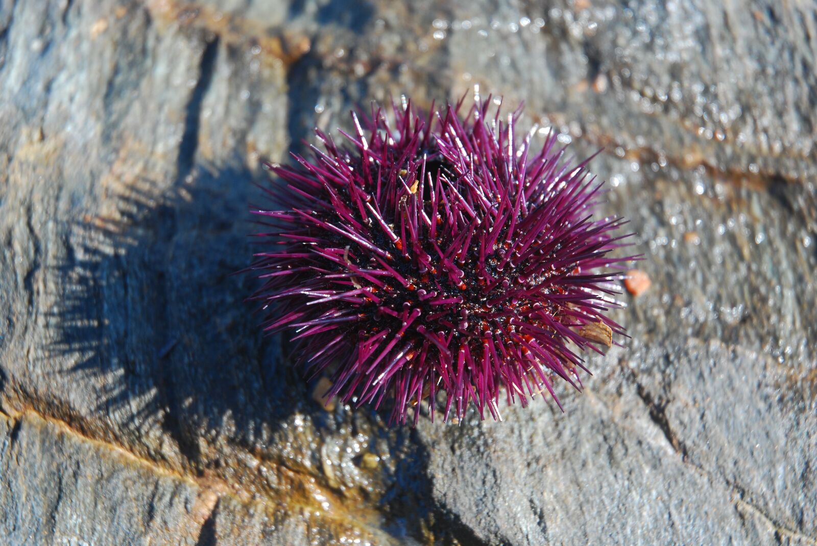 Nikon D80 sample photo. Sea ​​urchin, wood, purple photography