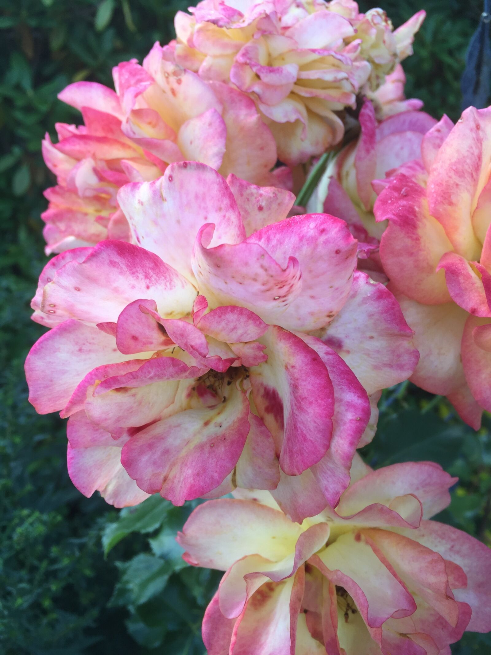 Apple iPhone 6 sample photo. Roses, garden, summer photography