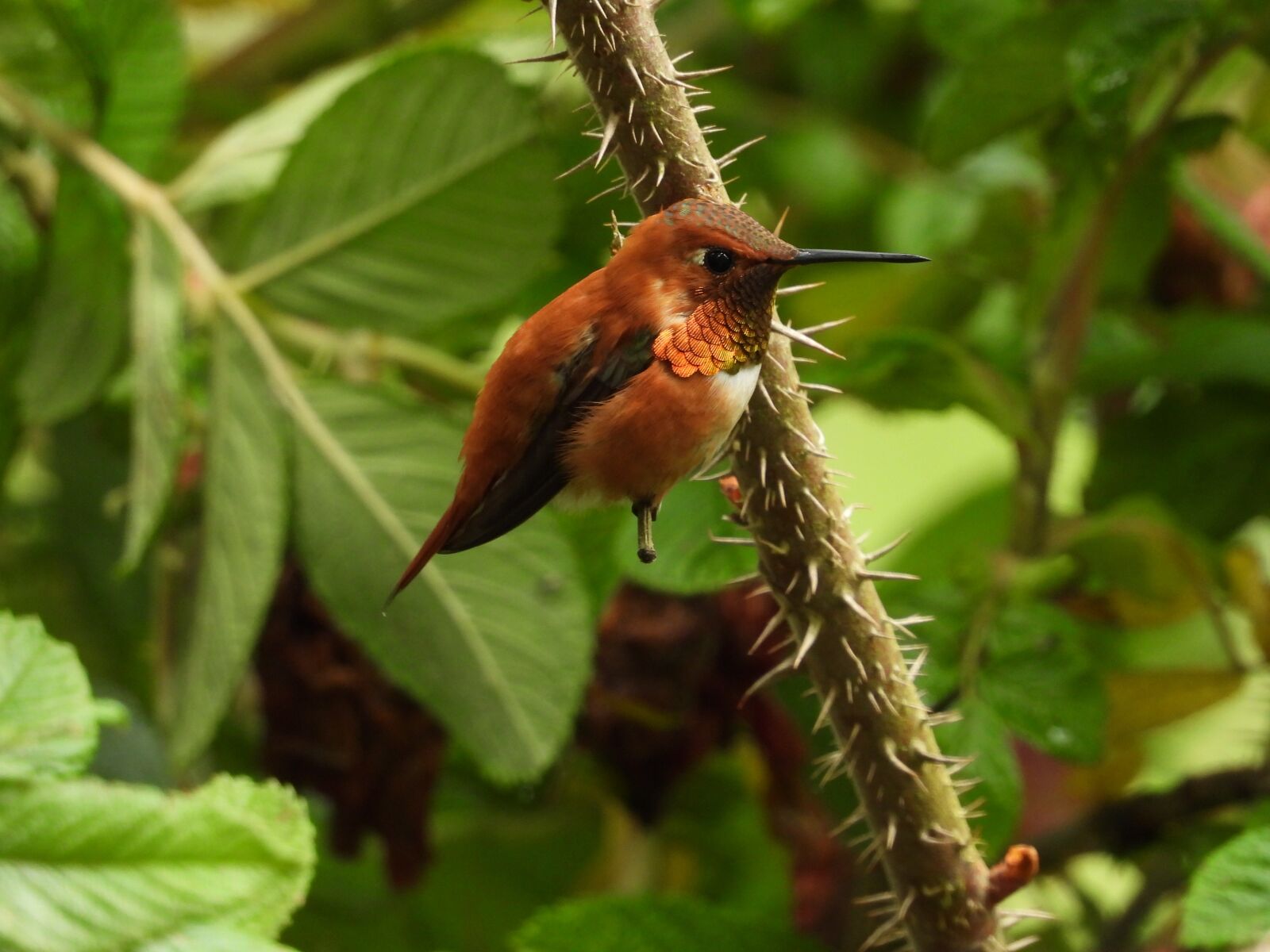 Nikon Coolpix P1000 sample photo. Hummingbird, wild, nature photography