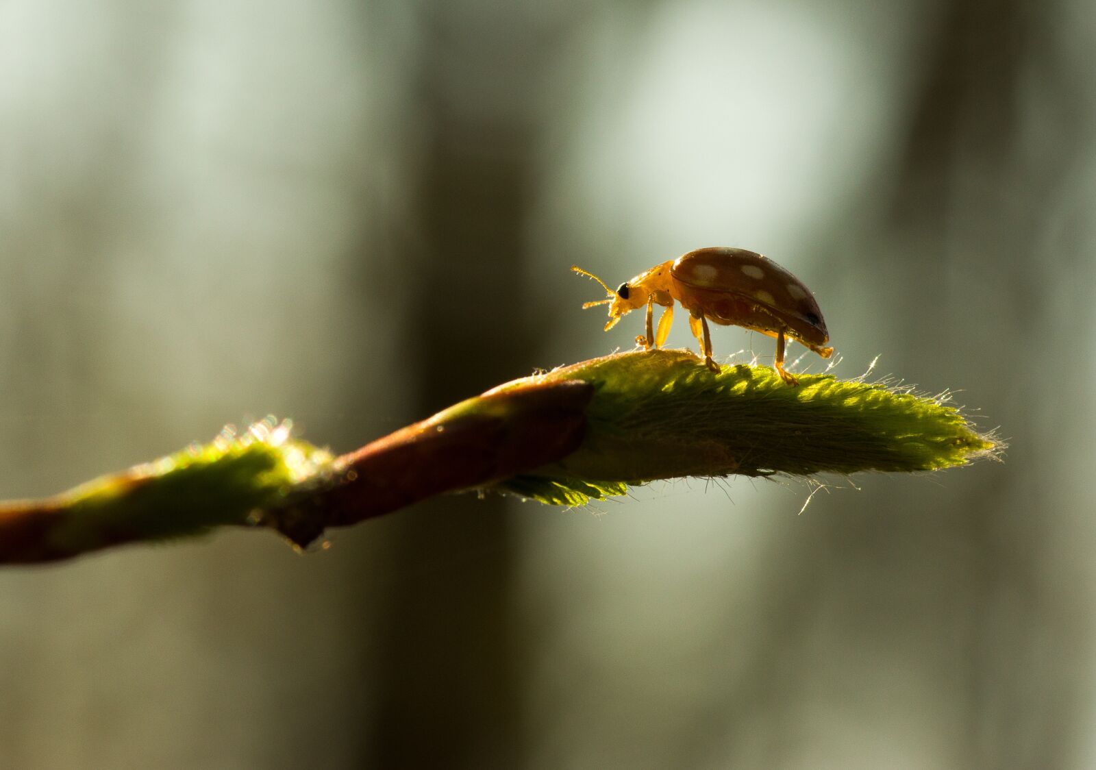 Tamron SP AF 90mm F2.8 Di Macro sample photo. Insect, nature, animal world photography