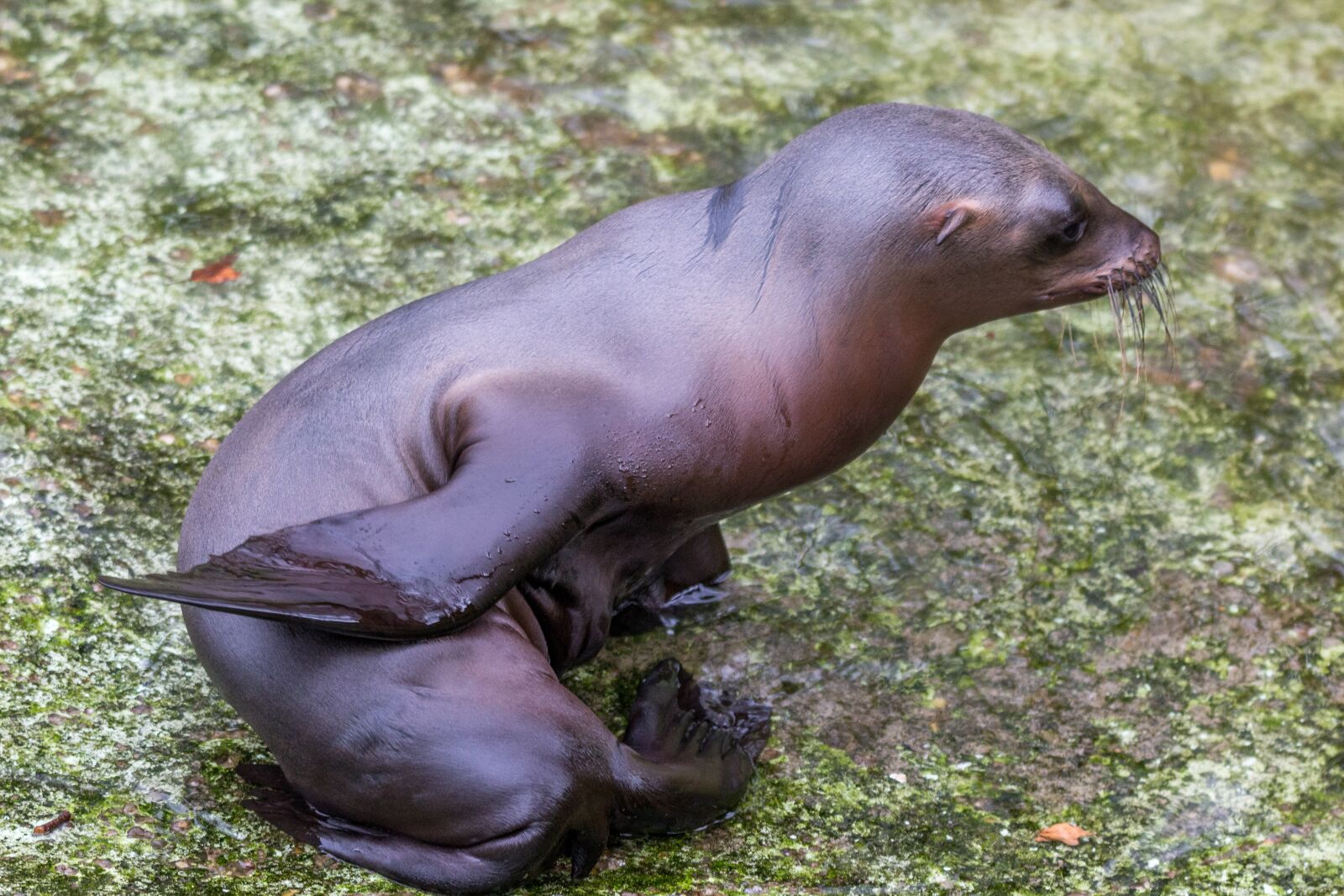 150-600mm F5-6.3 DG OS HSM | Contemporary 015 sample photo. California sea lion, sea photography