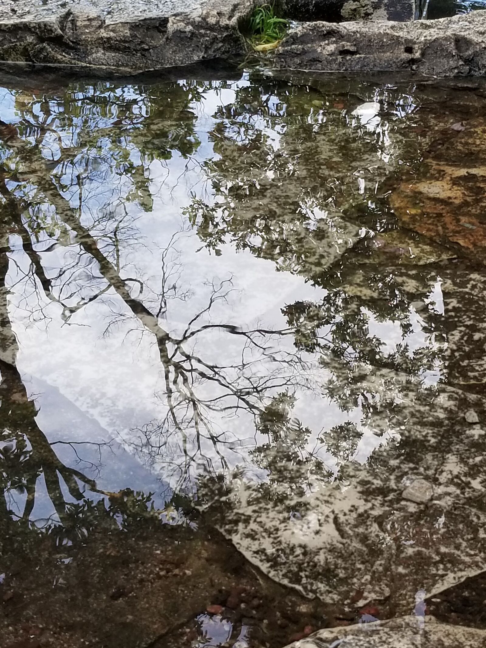 Samsung Galaxy S8+ sample photo. Reflection, reflected tree, shallow photography
