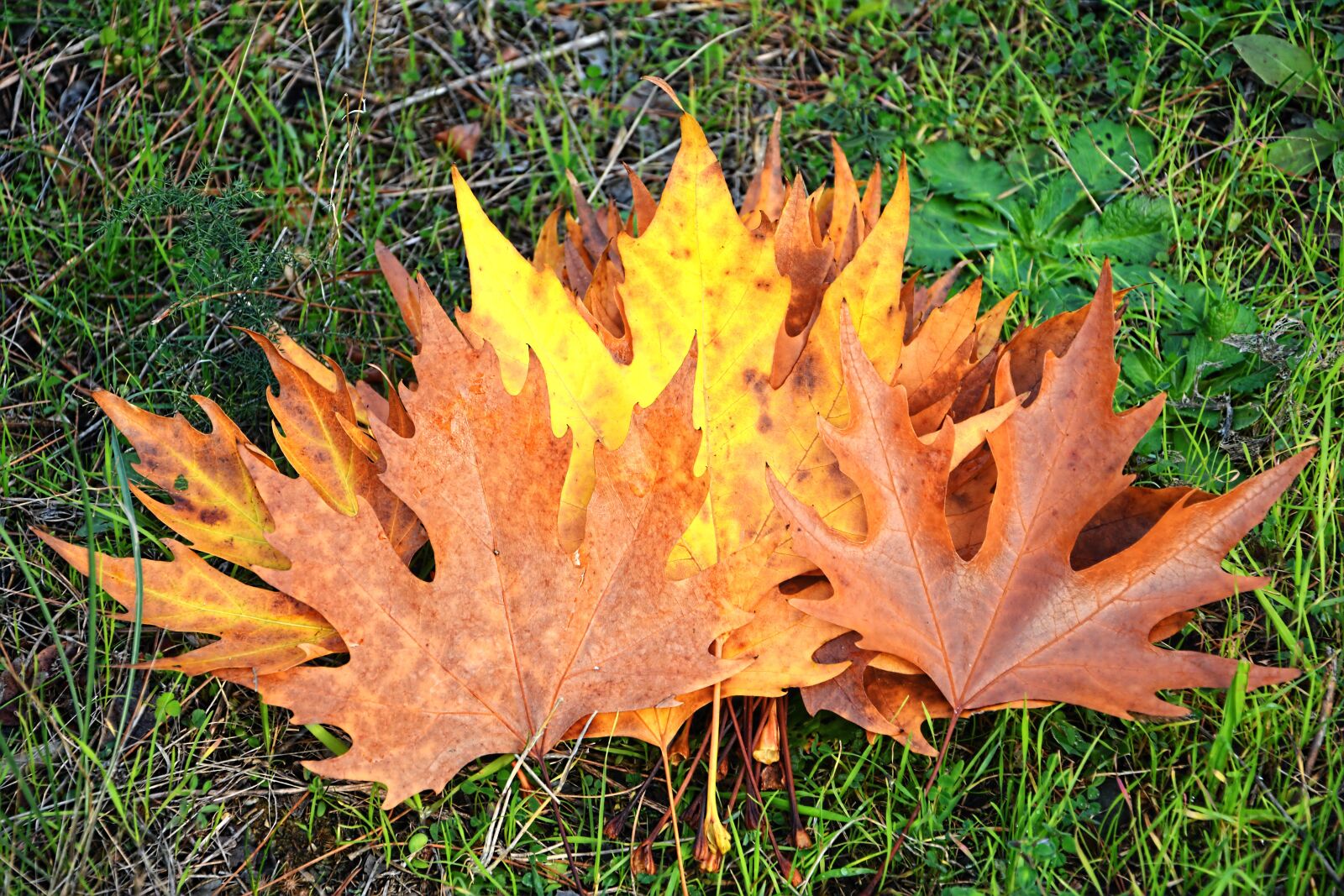Nikon D7100 sample photo. Autumn, season, nature photography