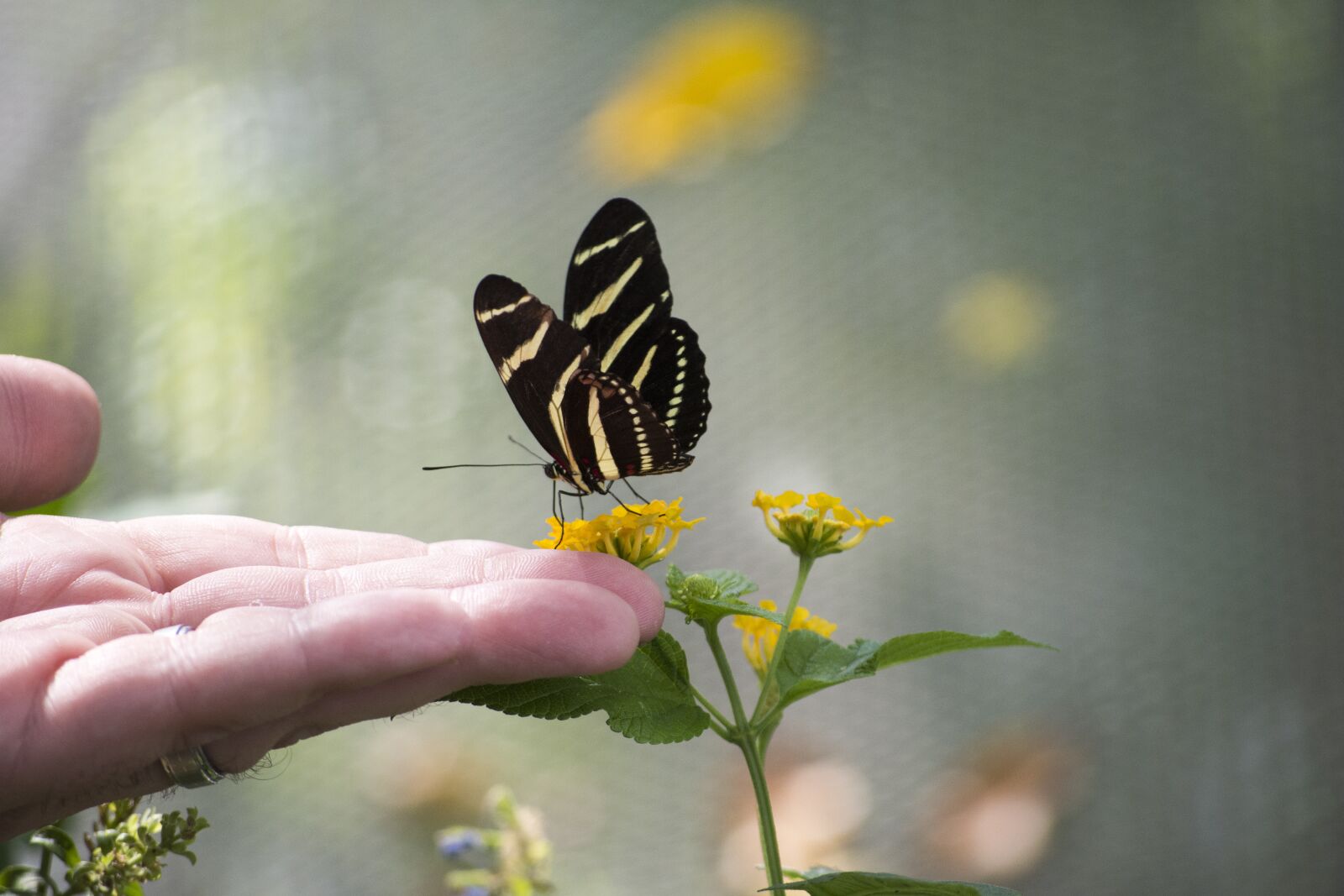 Nikon D7200 sample photo. Butterfly, hand, design photography