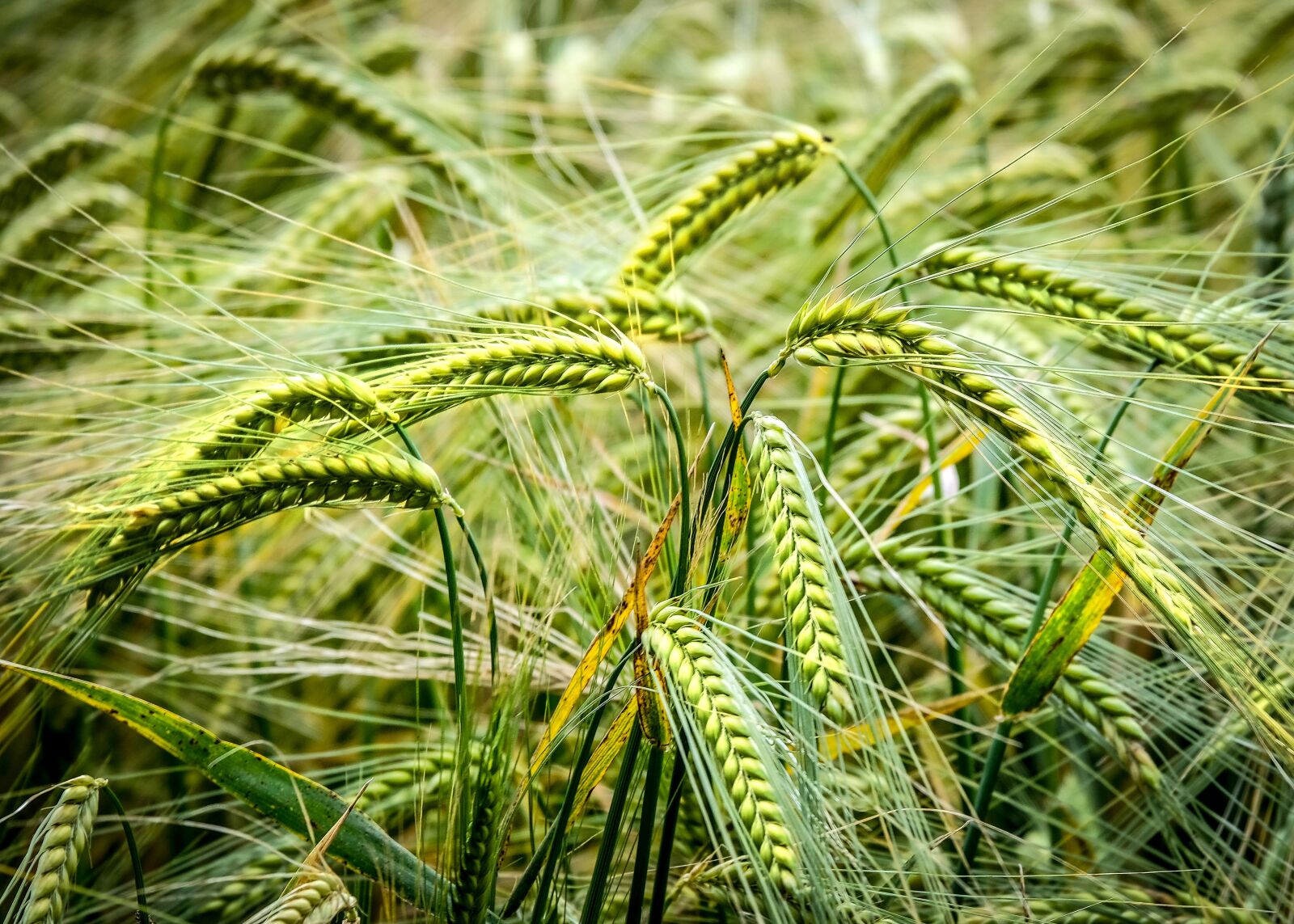 Fujifilm X-T2 + Fujifilm XF 55-200mm F3.5-4.8 R LM OIS sample photo. Crop, barley, agriculture photography