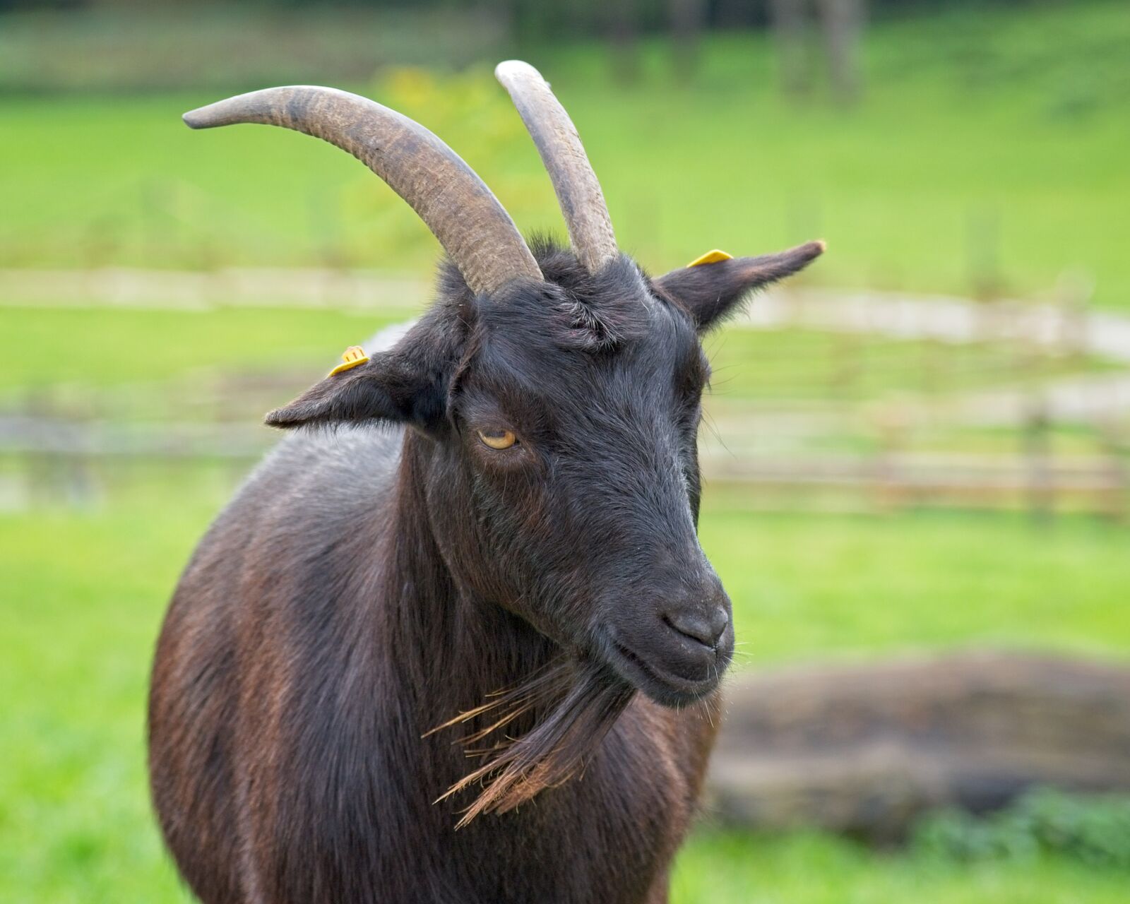 Nikon D7100 sample photo. Goat, domestic goat, horns photography