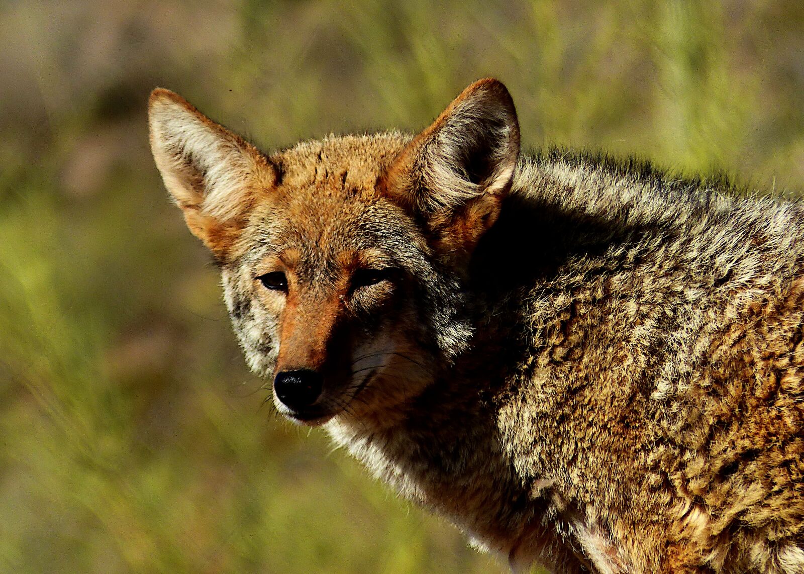 Panasonic Lumix DMC-FZ200 sample photo. Animal, coyote, nature photography