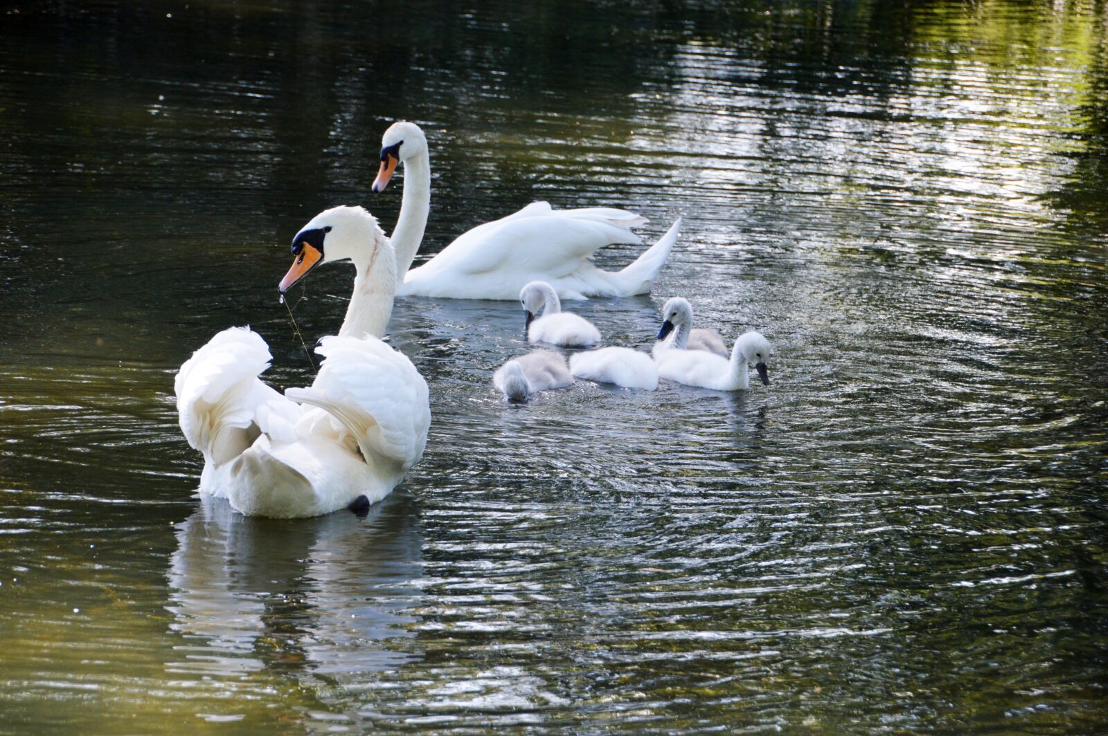 Nikon D3200 sample photo. Swan, cygnet, birds photography