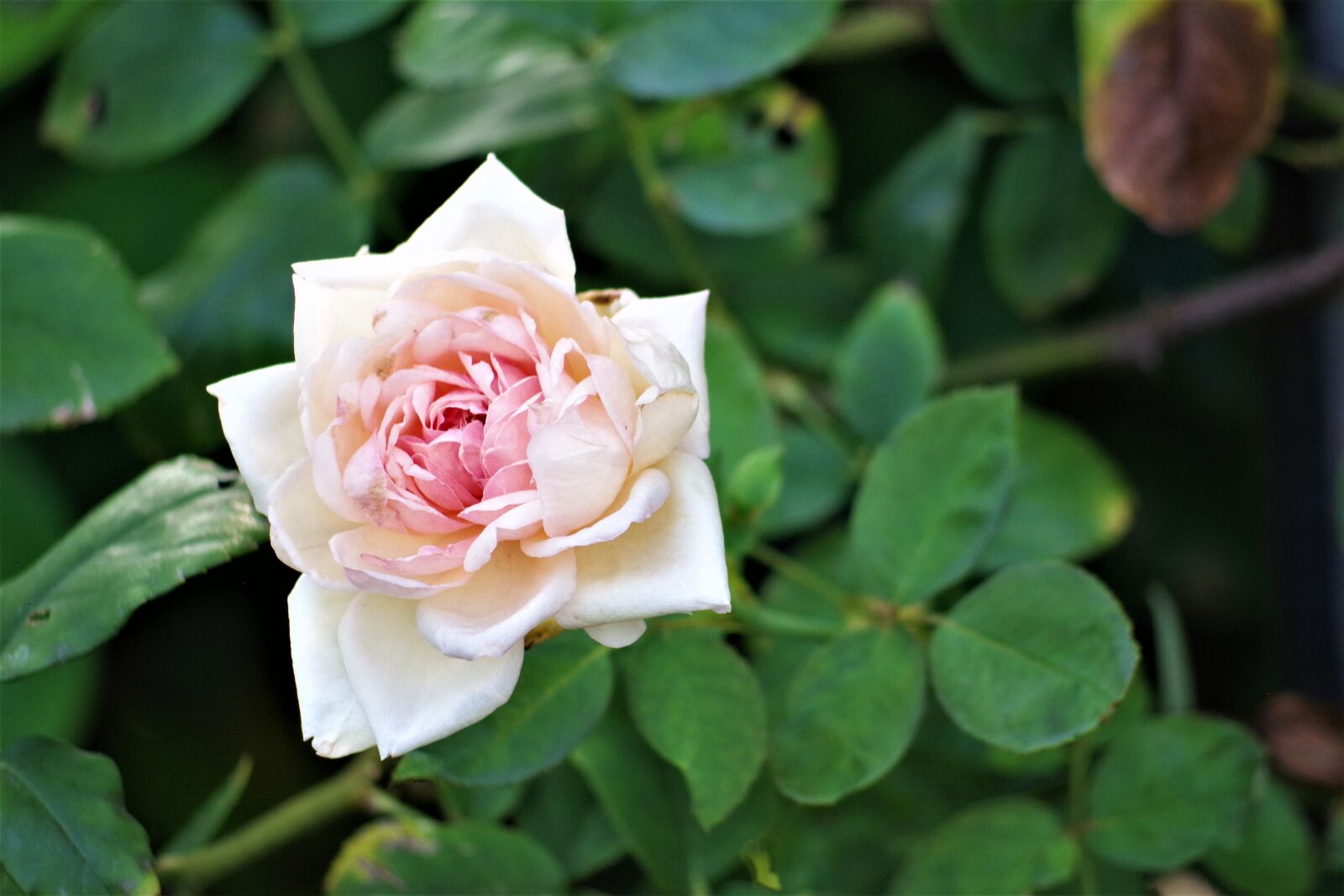 Pentax K-S2 sample photo. Rose, garden, flower photography