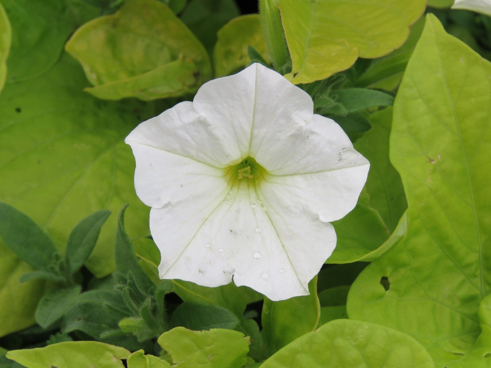 Canon PowerShot SX60 HS sample photo. Petunia, white, flower photography