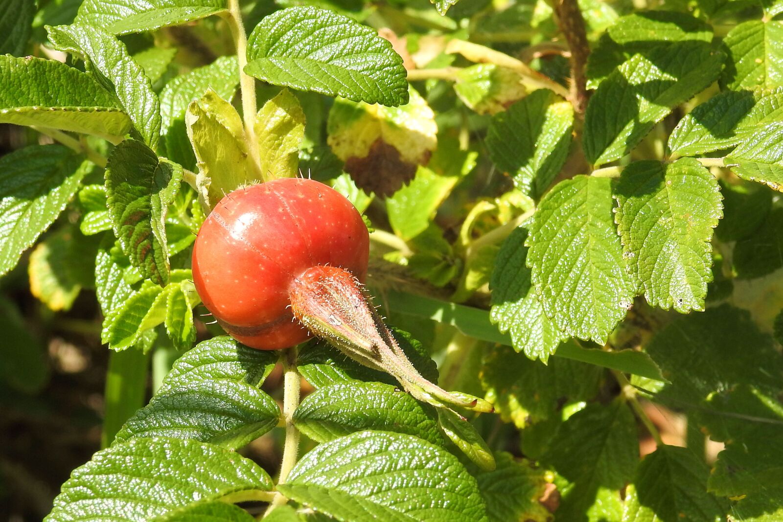 Nikon Coolpix P900 sample photo. Rose, potato rose, fruit photography