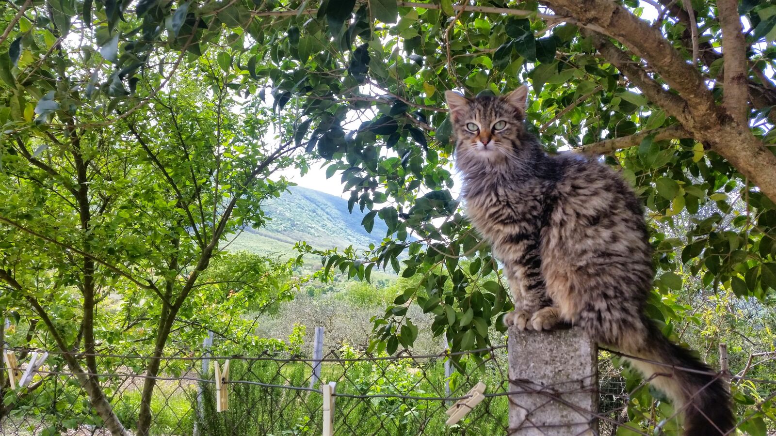 Samsung Galaxy S5 sample photo. Cat, cats, italy photography