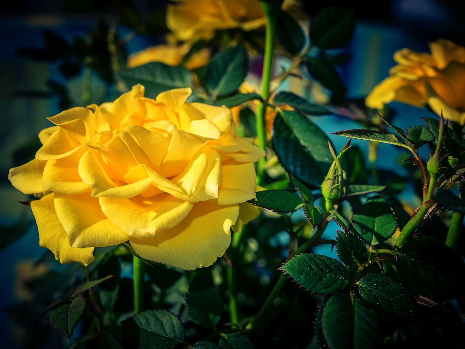 Nikon D3300 sample photo. Rose, flower, blossom photography