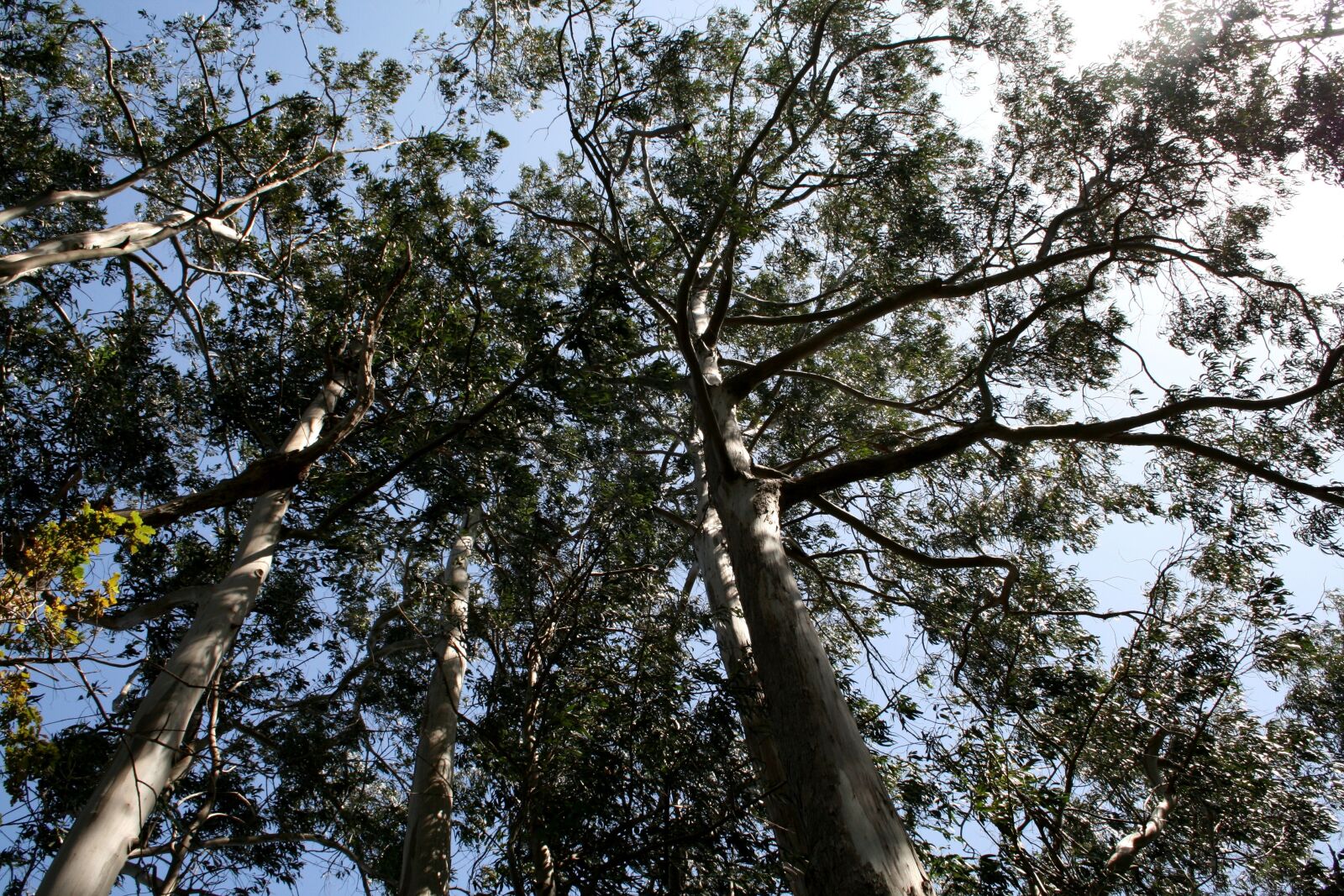 Canon EOS 400D (EOS Digital Rebel XTi / EOS Kiss Digital X) sample photo. Trees, forest, nature photography