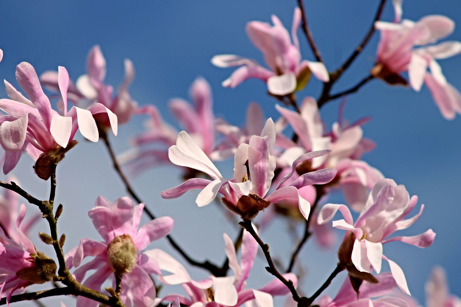 Canon EOS 1100D (EOS Rebel T3 / EOS Kiss X50) sample photo. Magnolia, flowers, bloom photography
