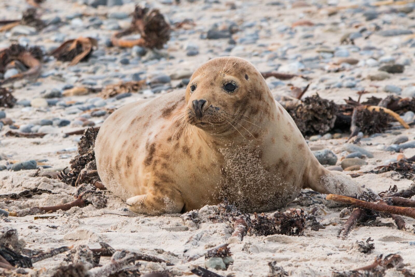 Canon EOS 70D + 150-600mm F5-6.3 DG OS HSM | Contemporary 015 sample photo. Robbe, grey seal, helgoland photography