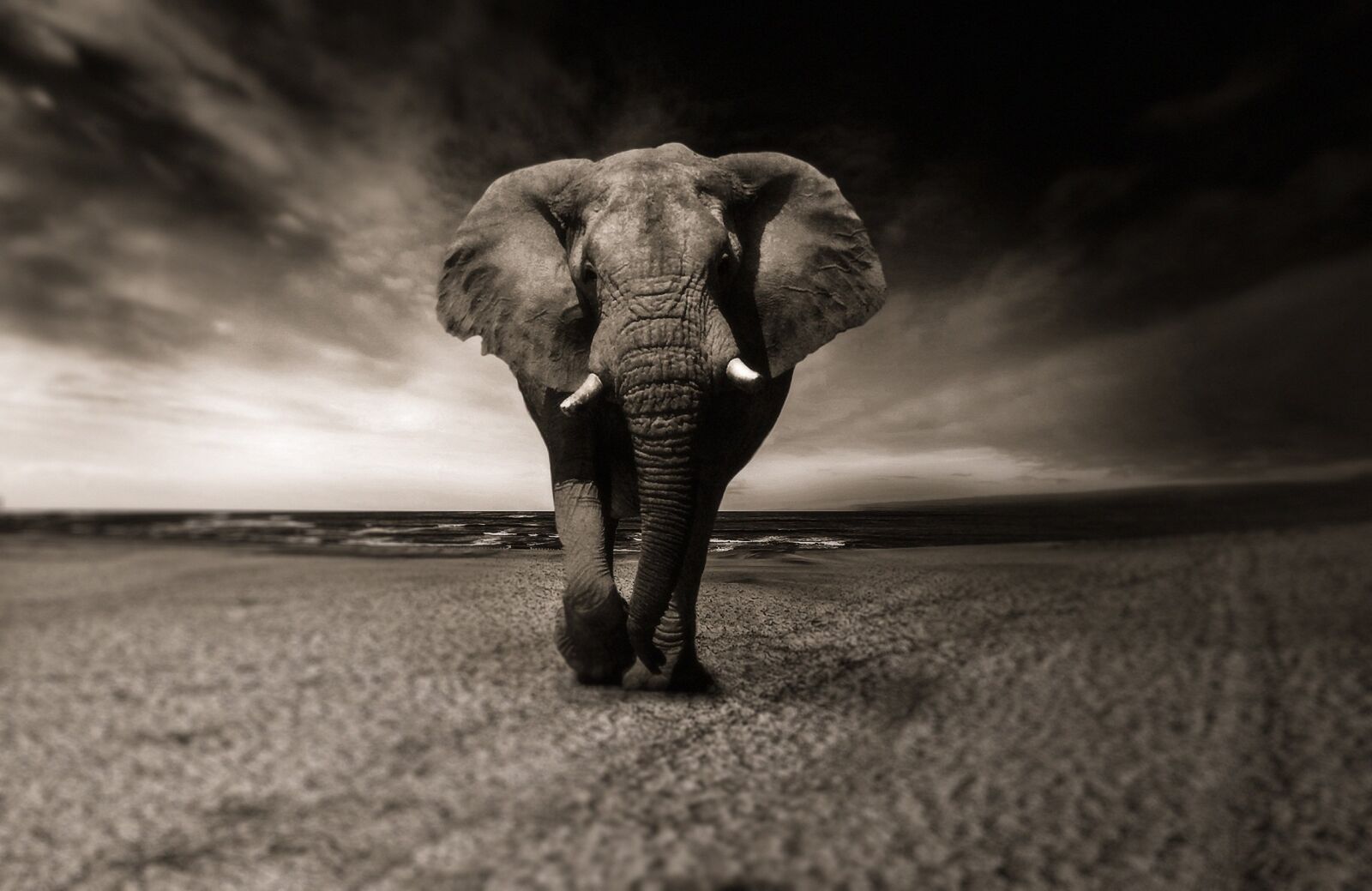 Nikon D90 sample photo. Elephant, animal, africa photography