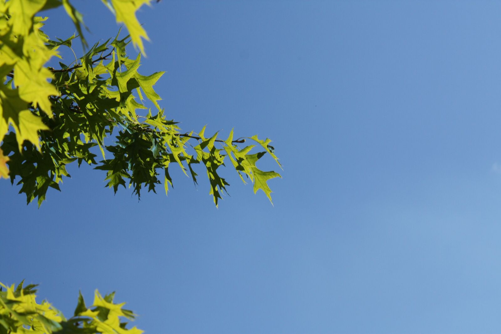 Canon EOS 450D (EOS Rebel XSi / EOS Kiss X2) sample photo. Oak leaves, sky, leaves photography