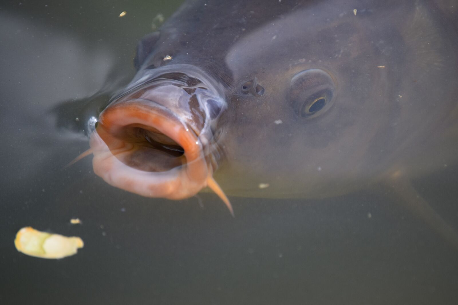 Nikon D3300 sample photo. Fish, the surface, re photography
