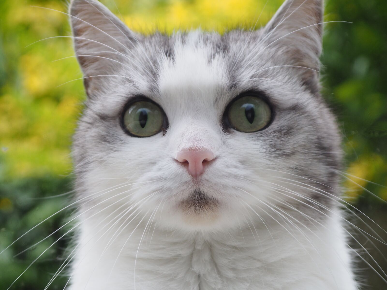 Olympus OM-D E-M10 sample photo. Cat, pets, animal photography
