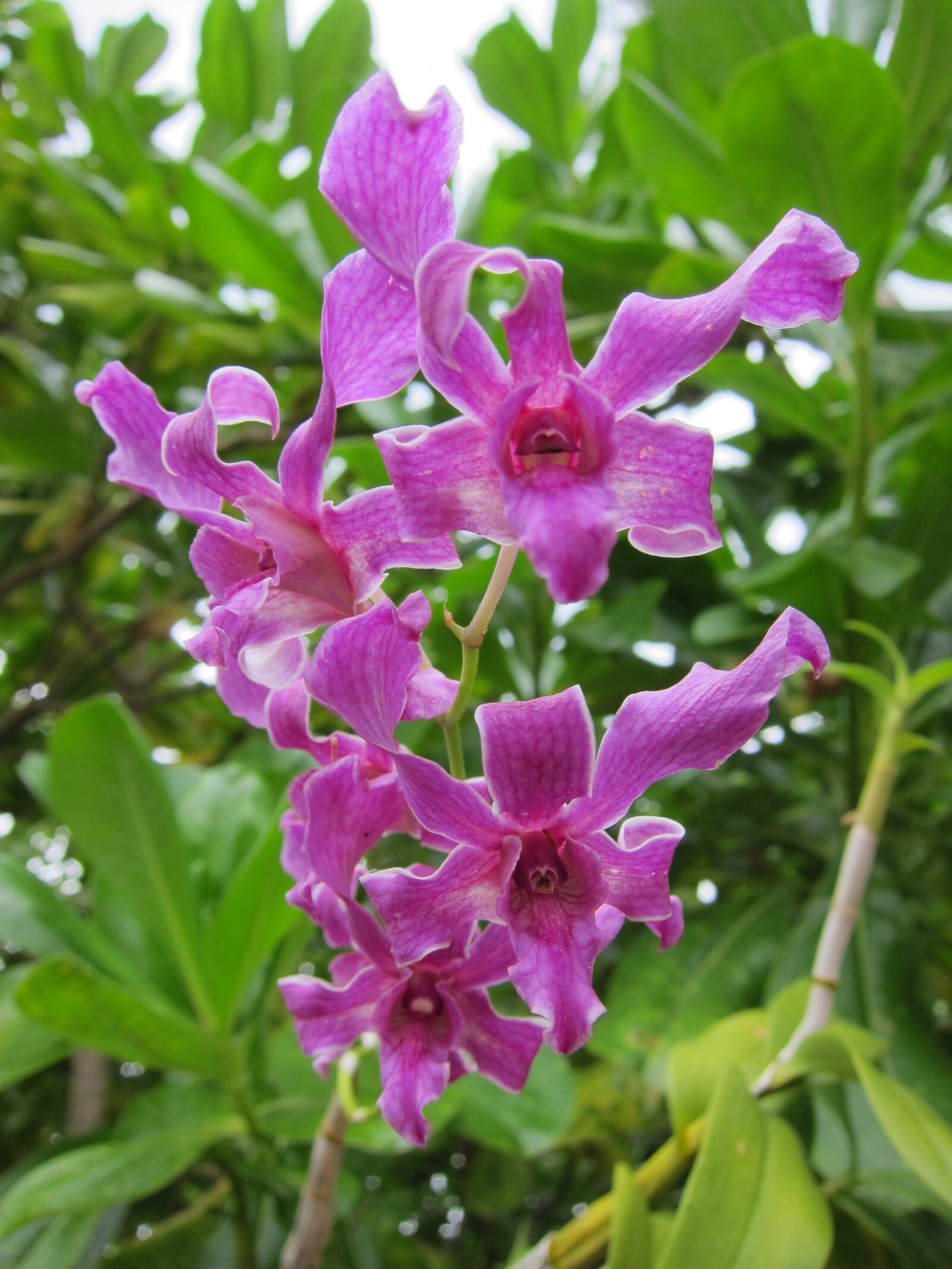 Canon PowerShot S95 sample photo. Dendrobium, flower, topical photography