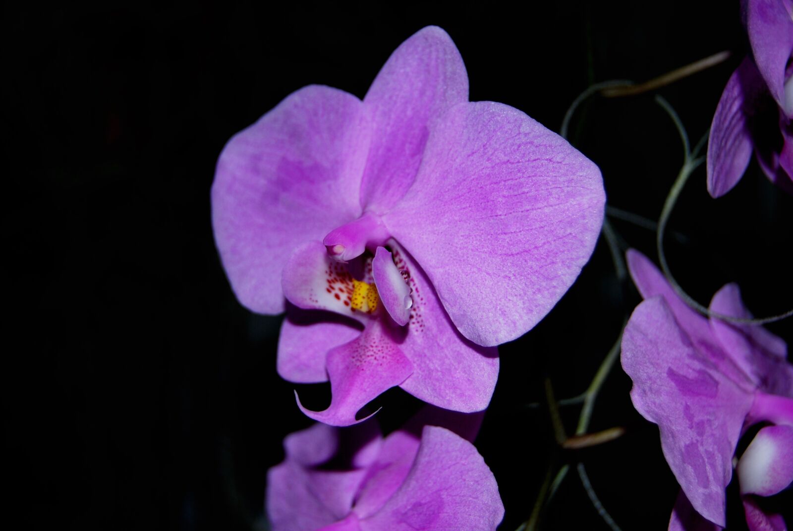 Nikon D40X sample photo. Sddsasd, sdsd, sdsds photography