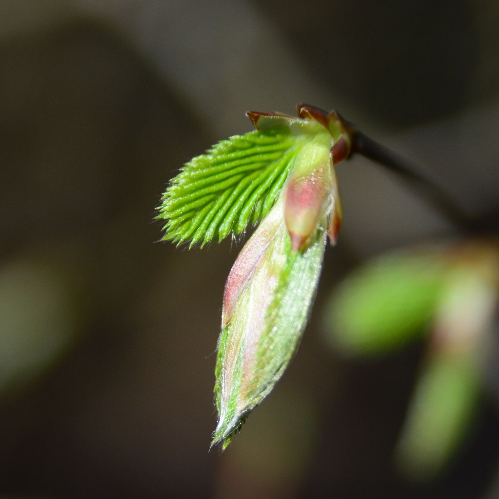 Nikon D7000 sample photo. Beech, leaf, spring photography