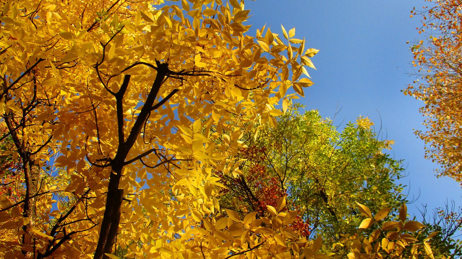 Canon IXUS 185 sample photo. Leaves, trees, crown photography