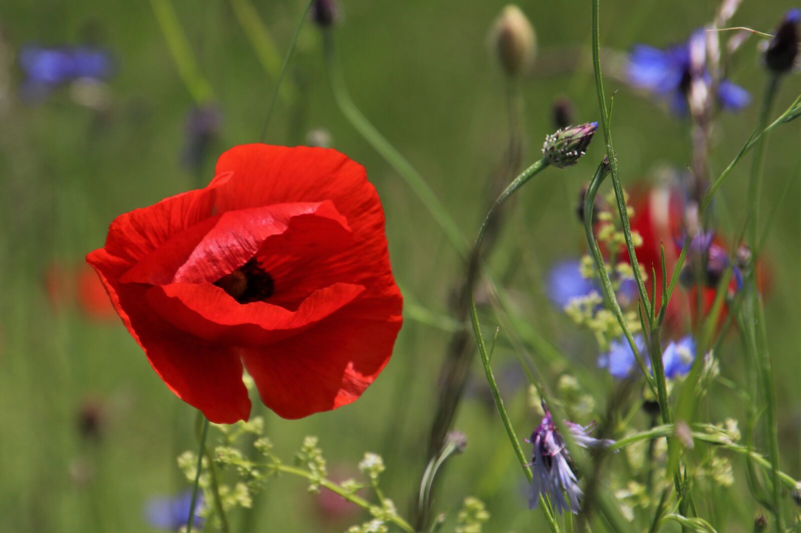 Canon EOS 80D sample photo. Close up, poppies, meadow photography