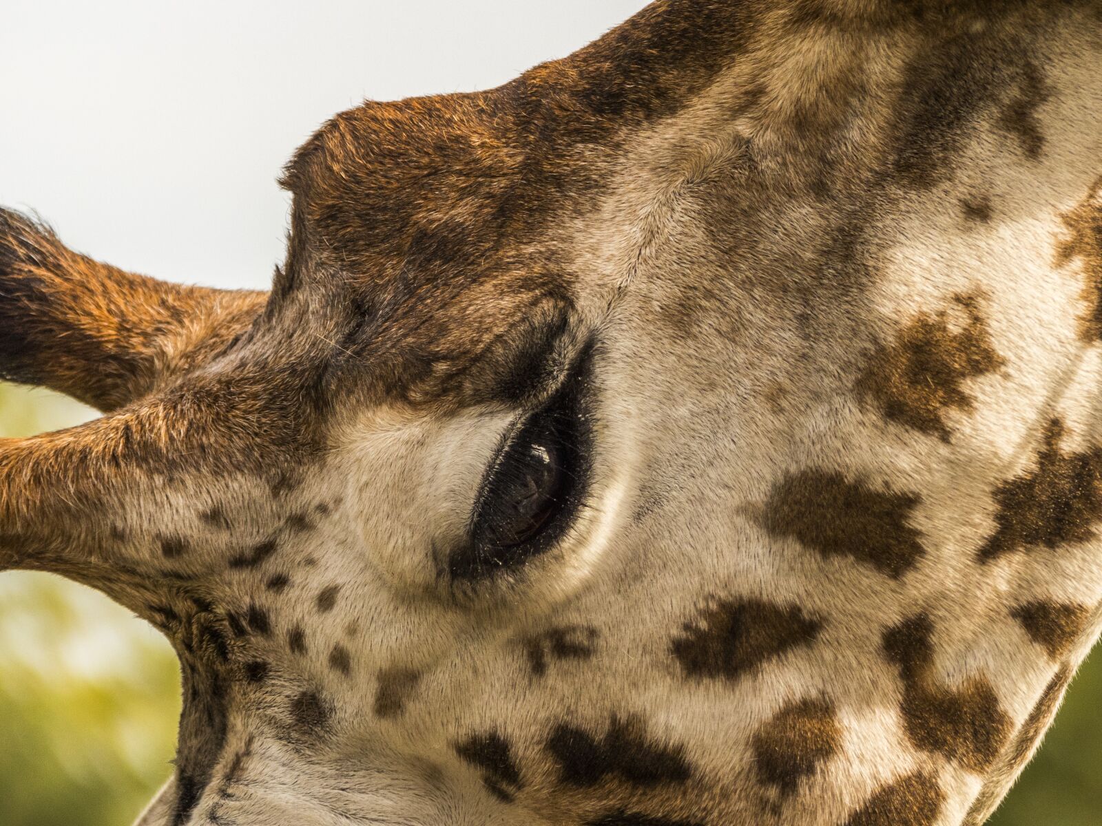 Panasonic Lumix DMC-FZ300 sample photo. Zoo, giraffe, eye photography