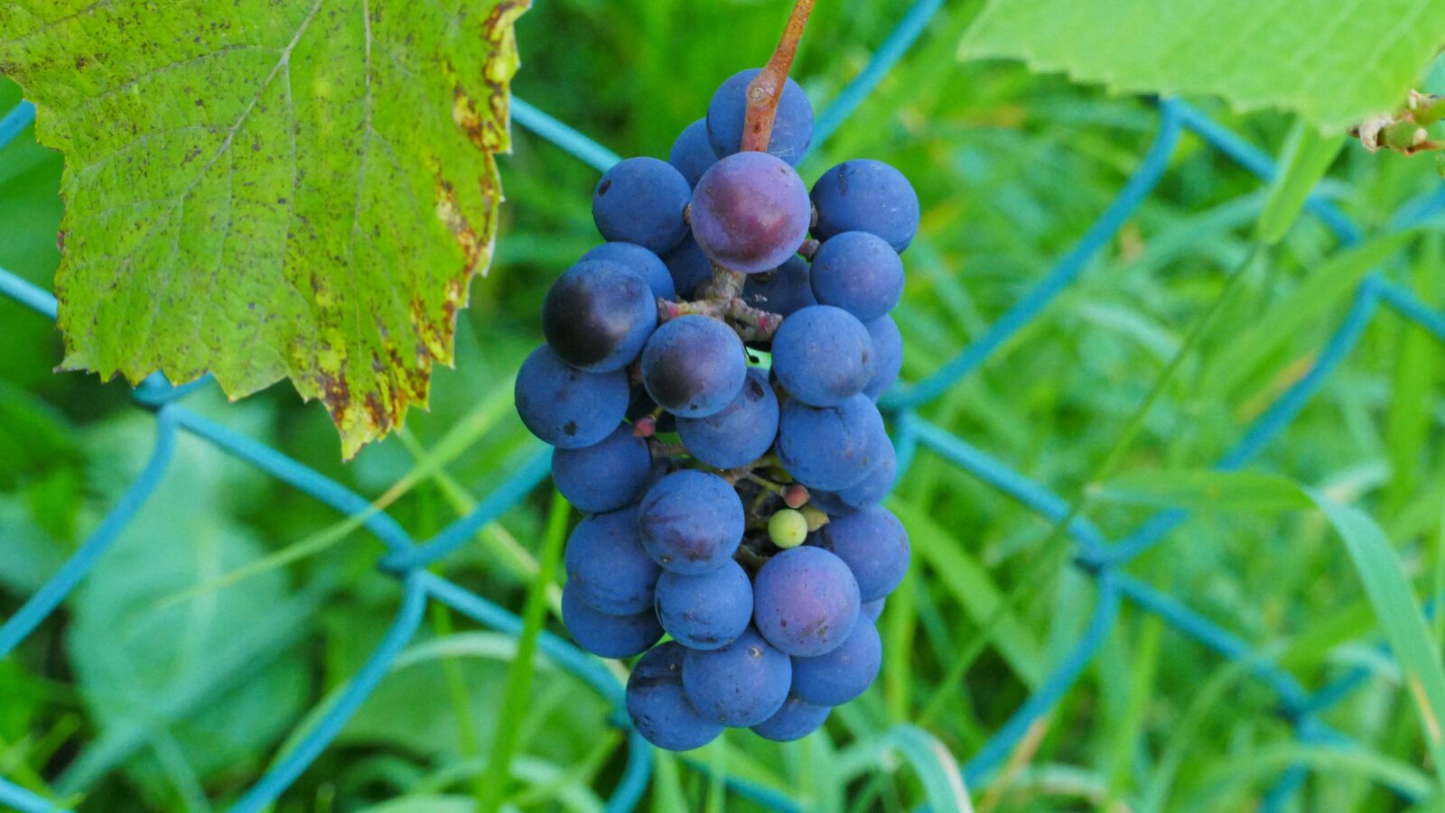 Panasonic Lumix DMC-FZ1000 sample photo. Bunch of grapes, fruit photography