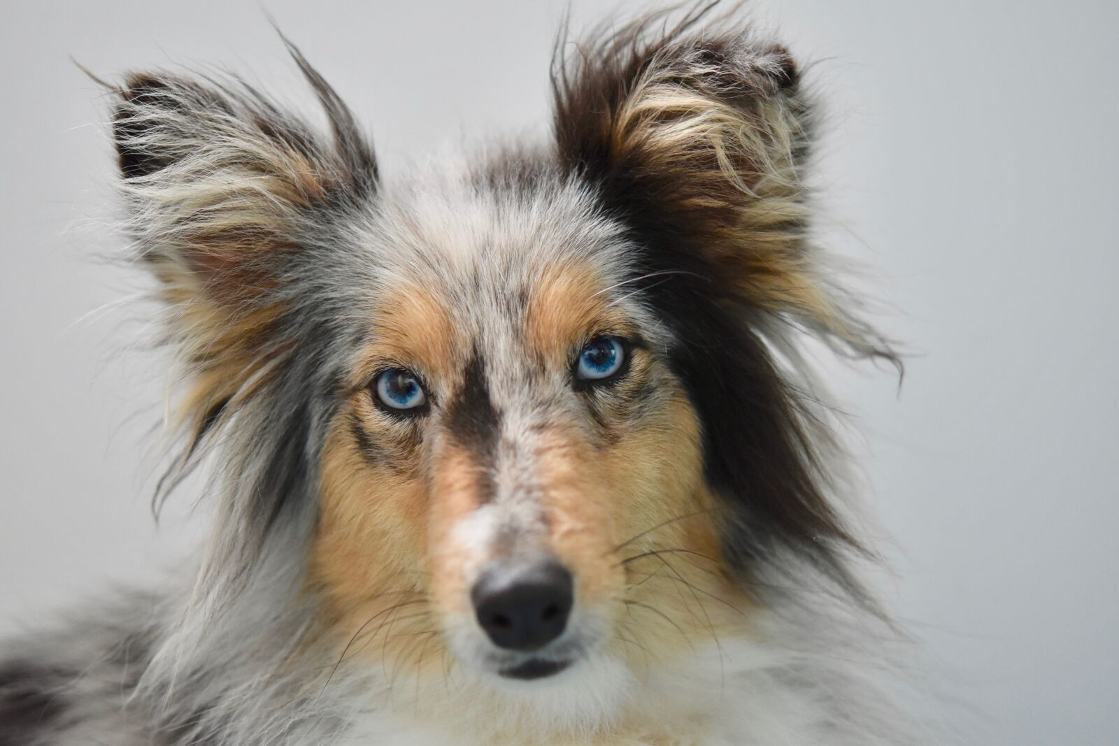 Nikon D5600 sample photo. Dog, young bitch, dog photography