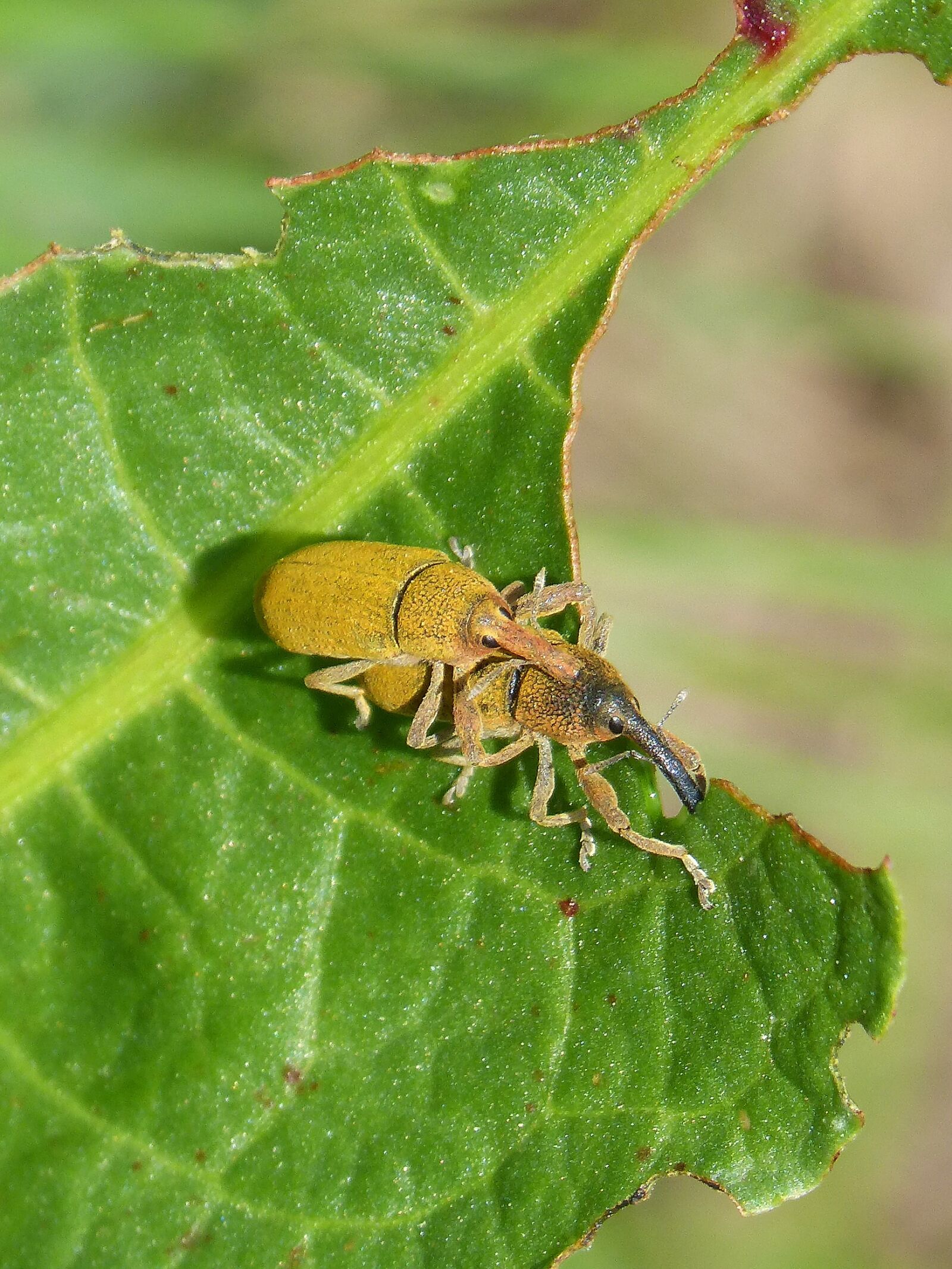 Panasonic DMC-FZ62 sample photo. Lixus angustatus, weevils of photography