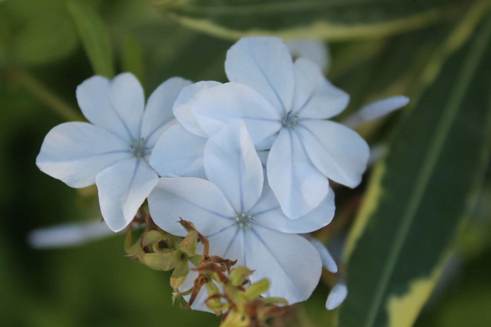 Canon EOS 1100D (EOS Rebel T3 / EOS Kiss X50) sample photo. Flowers, blue flowers, blue photography