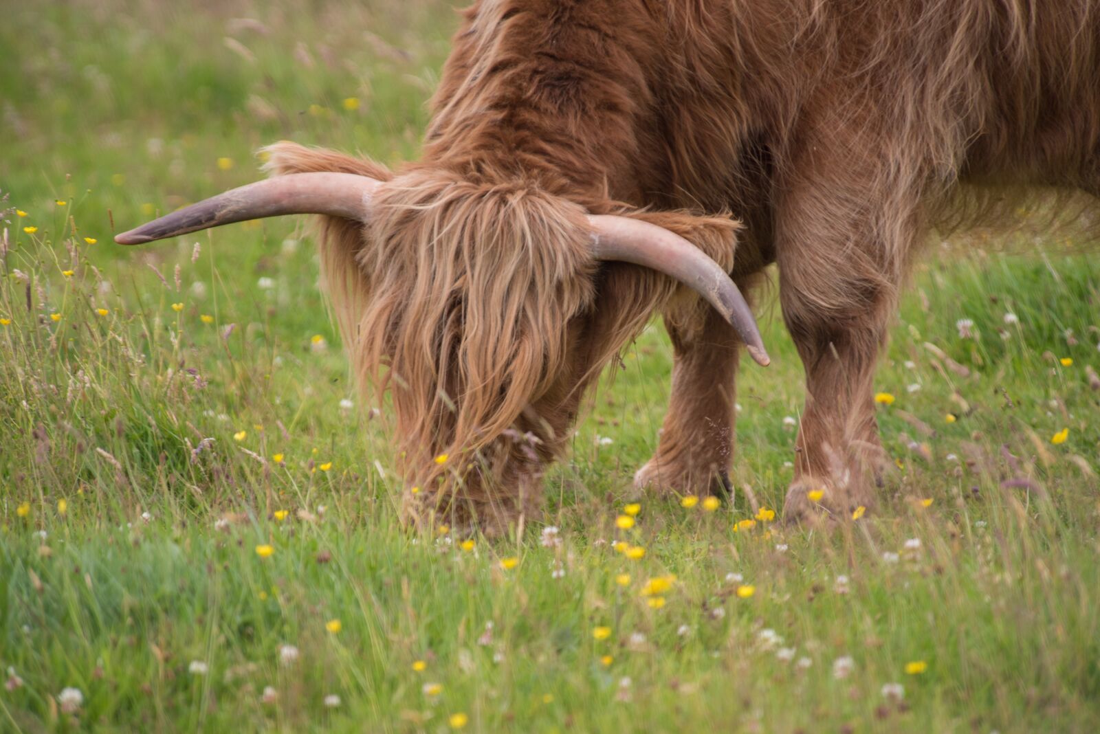 Nikon D750 sample photo. Highland-rinder, beef, cow photography