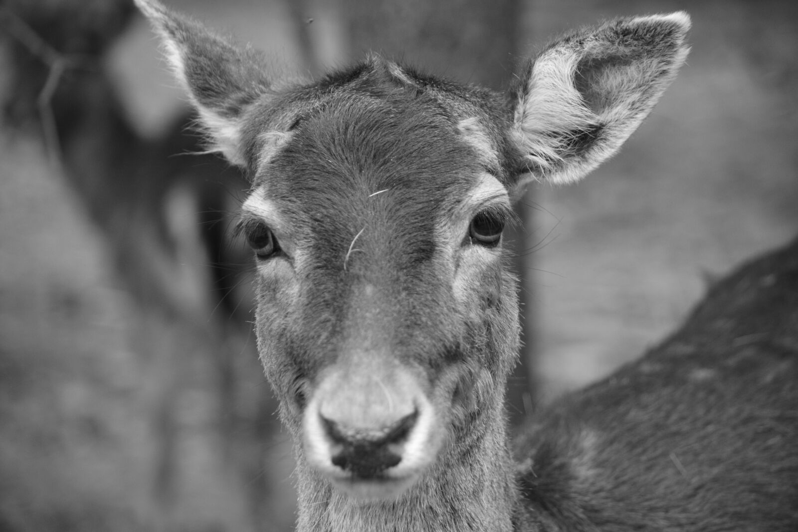 Nikon D5200 sample photo. Mammal, animal, portrait photography